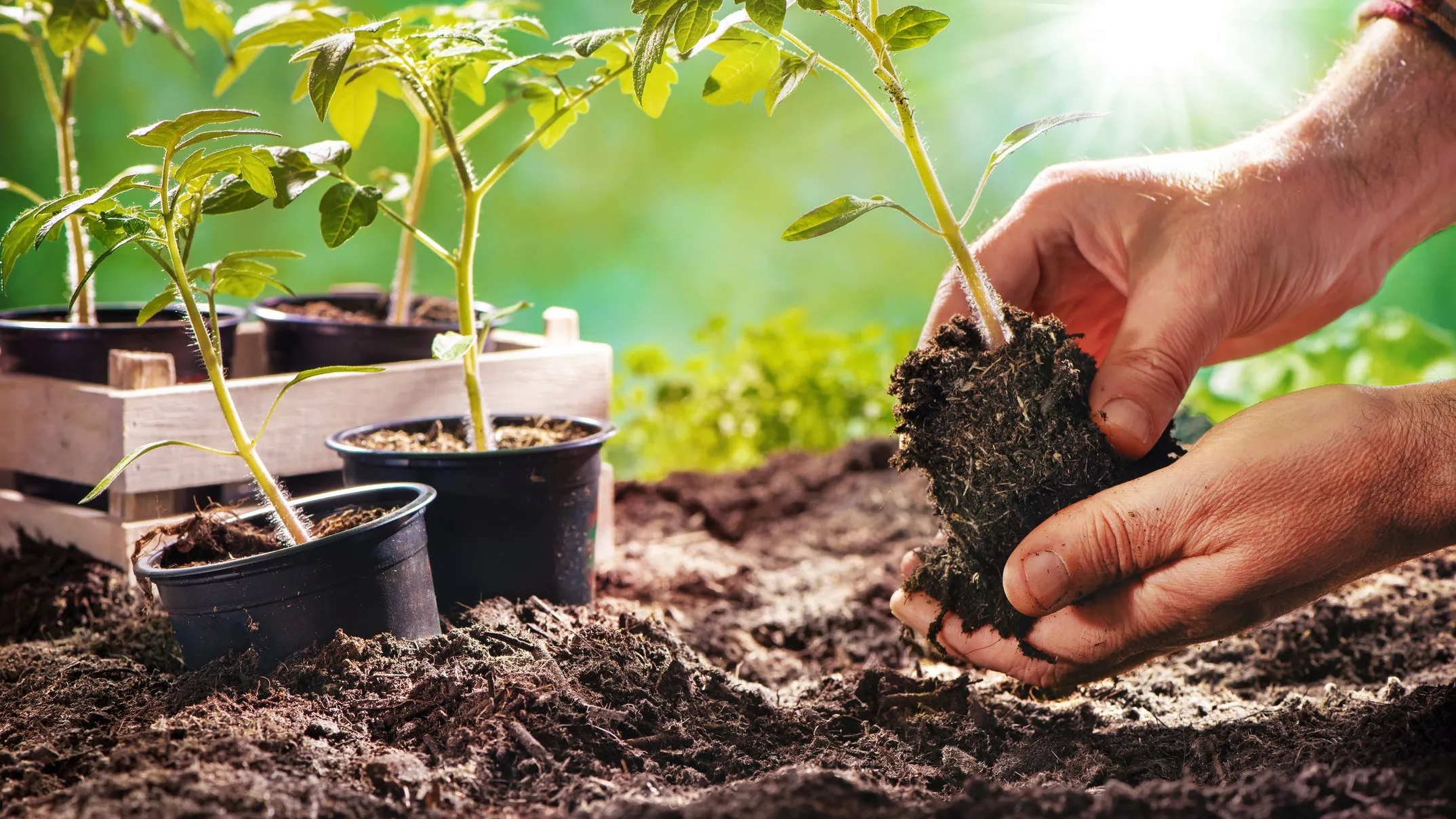 Green Dreams Delivered to Your Doorstep